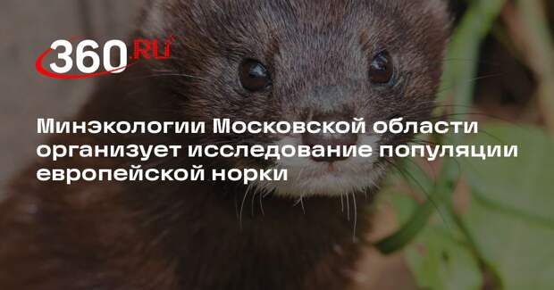 Минэкологии Московской области организует исследование популяции европейской норки