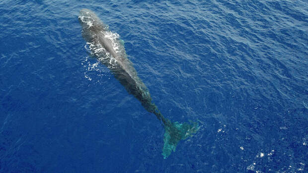 Четыре кашалота выбросились на берег в Дании