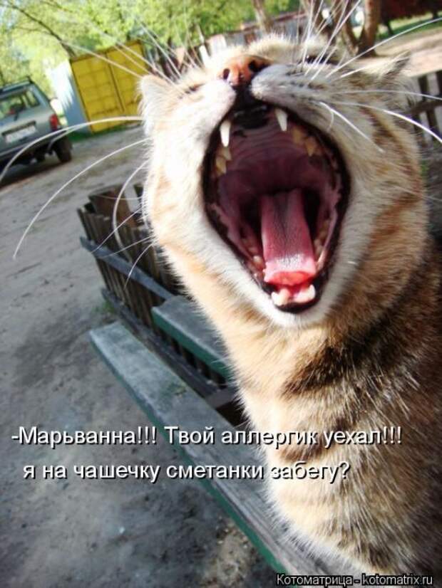 Котоматрицы(картинки с надписями)
