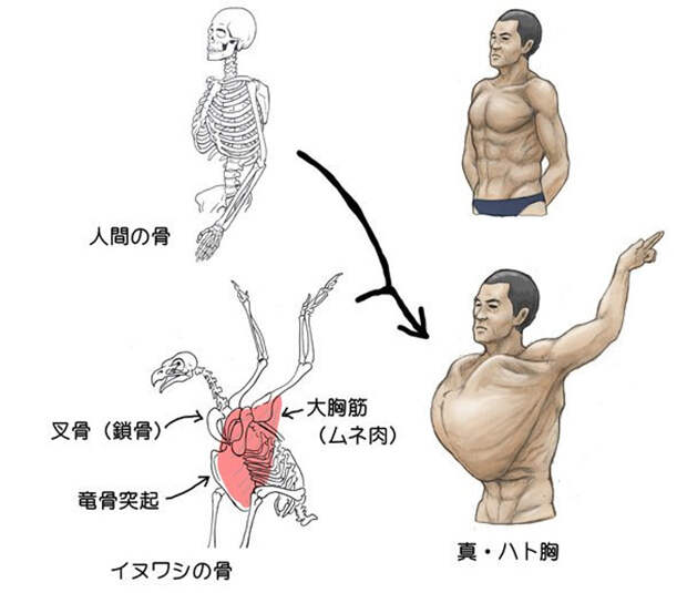 humans-animals-anatomy-satoshi-kawasaki-5d7f33fbc1793__700.jpg humans-animals-anatomy-satoshi-kawasaki-5d7f33fbc1793__700.jpg