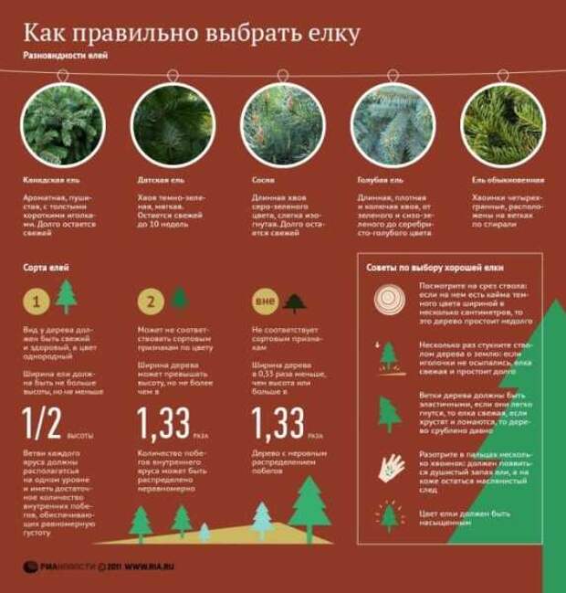 Как правильно выбрать елку