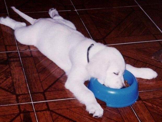 funny_dog_eating_sleeping_1014