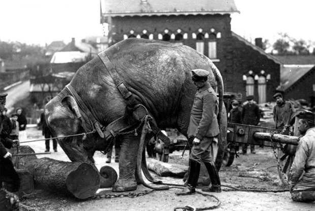 Галерея животных, втянутых людьми в мировую бойню Галерея животных, втянутых людьми в мировую бойню факты, мировая война, животные