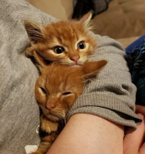 Котята на руках Котята и человек