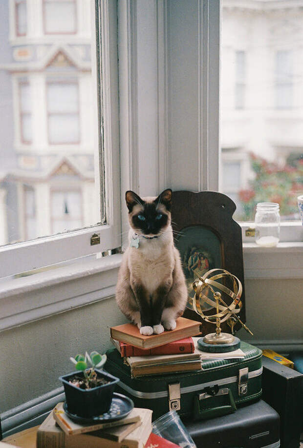 Literary Cat
