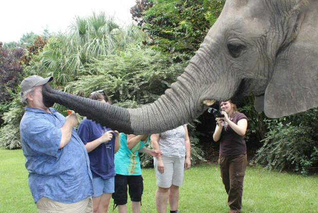 Страстный поцелуй слона. | Фото: Reddit.