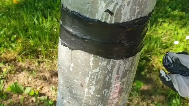 Как защитить фруктовые деревья от муравьев