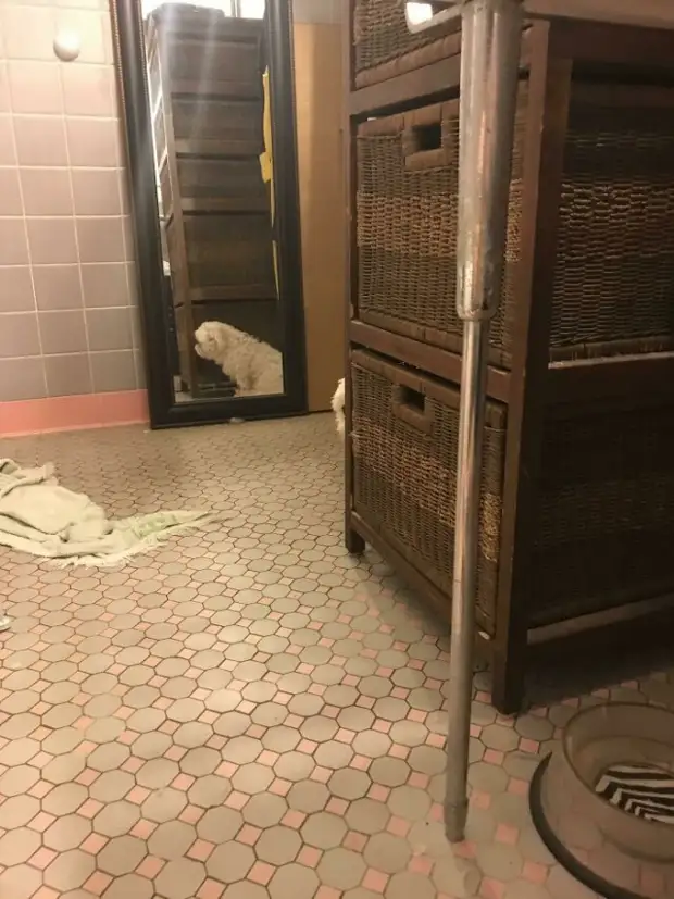 Любопытноносики