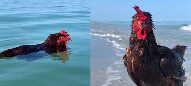 курица в воде