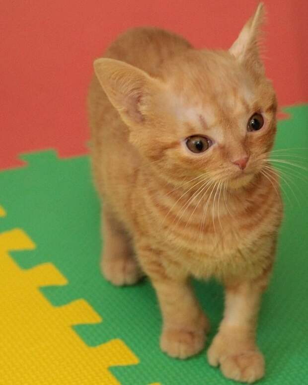 Забавный котенок Котенок стоит