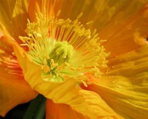 Мак восточный (Yellow papaver)