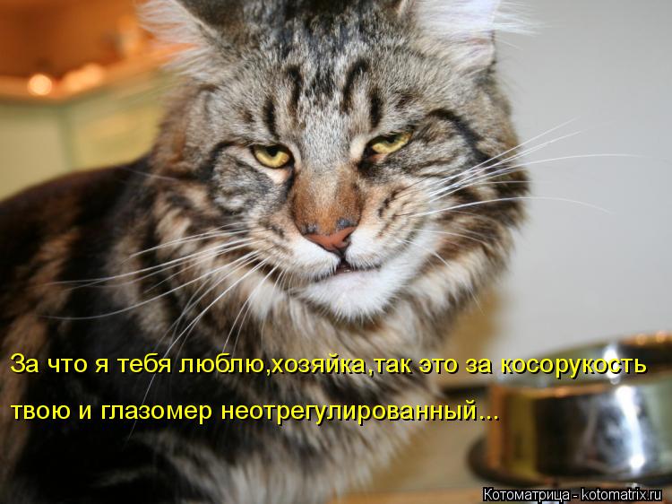 Котоматрица: За что я тебя люблю,хозяйка,так это за косорукость твою и глазомер неотрегулированный...