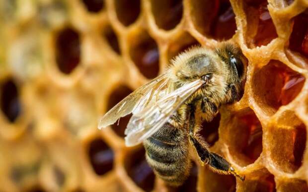 Что будет если в мире полностью исчезнут пчелы? Неприятный сценарий