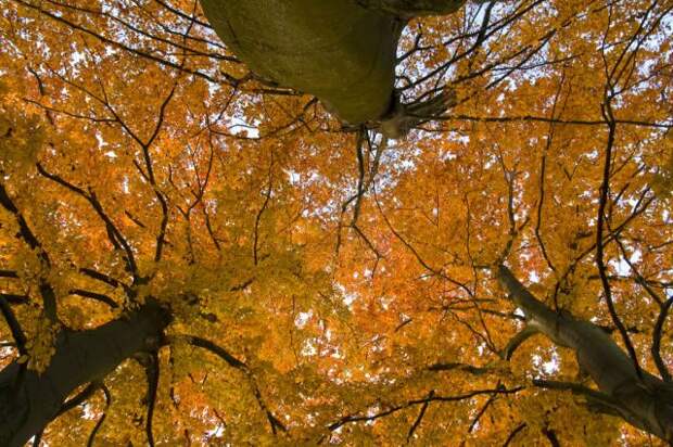 Пышное природы увяданье