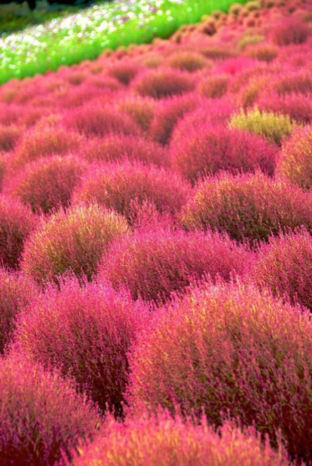 NewPix.ru - «Hitachi Seaside Park» сад цветов в Японии
