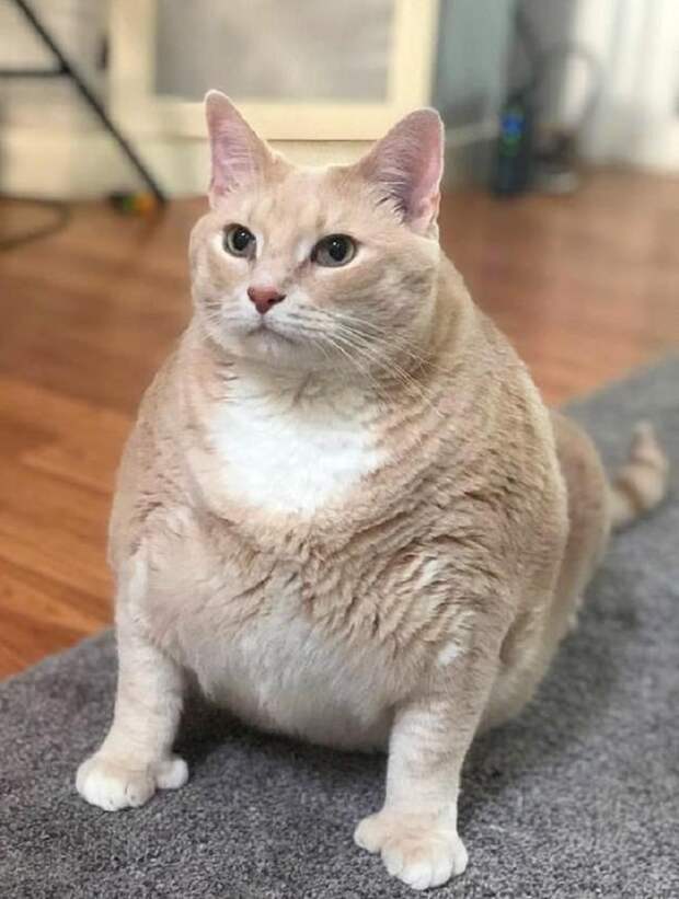 Упитанный кот Толстый кот