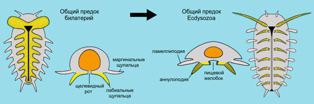 Рис. 9. Преобразование лабиального и маргинального кругов щупалец в двуветвистые конечности Ecdysozoa