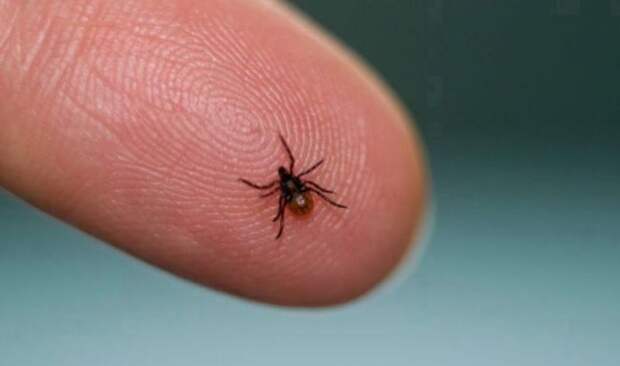 В Тульской области на 1 апреля от укусов клещей пострадали 9 человек