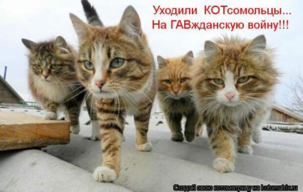 Котоматрицы