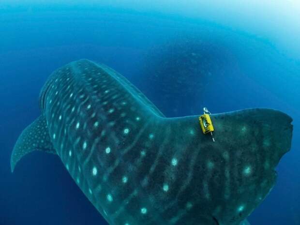 Заплыв с самой крупной в мире акулой акула, животные, китовая акула, море, океан, природа, рыба, фото