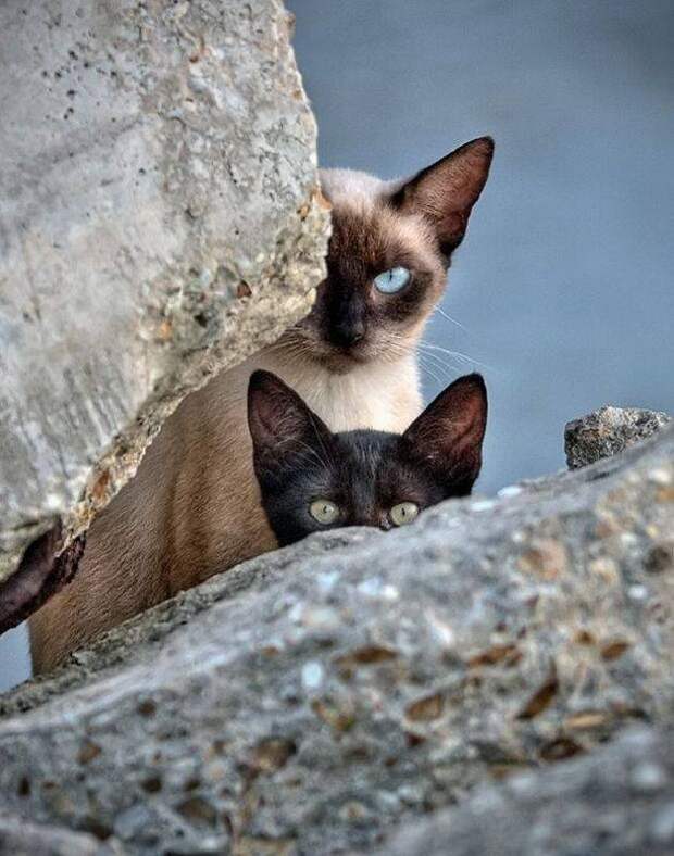 http://placepic.ru/uploads/posts/2011-12/1322780649_these_funny_animals_853_11.jpg