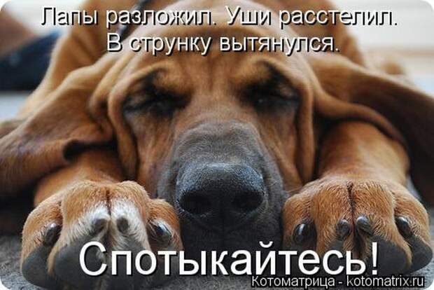 Мысли вслух :) 23 пушистые мыслишки