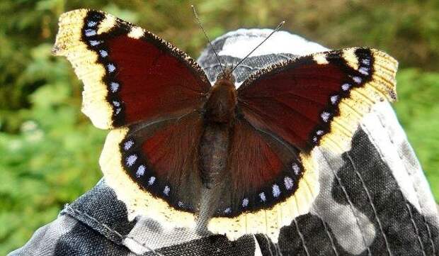 Фото: Бабочка траурница из Красной книги