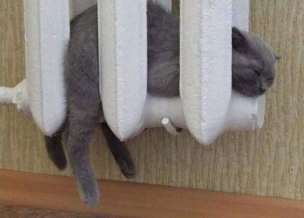 Несколько мест, где никак не ожидаешь увидеть кота