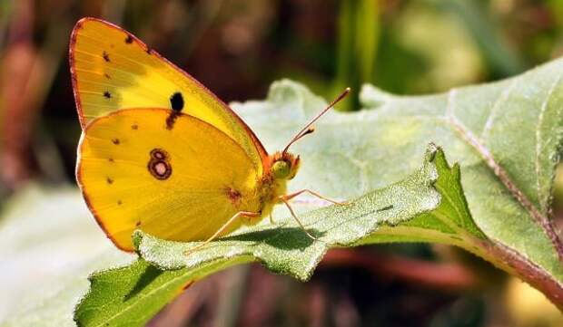 Фото: Бабочка желтушка обыкновенная