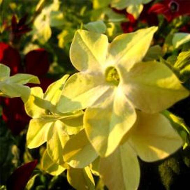 Табак душистый (Yellow Nicotiana suaveolens)