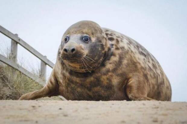 В Британии спасали тюленя с кольцом на шее 