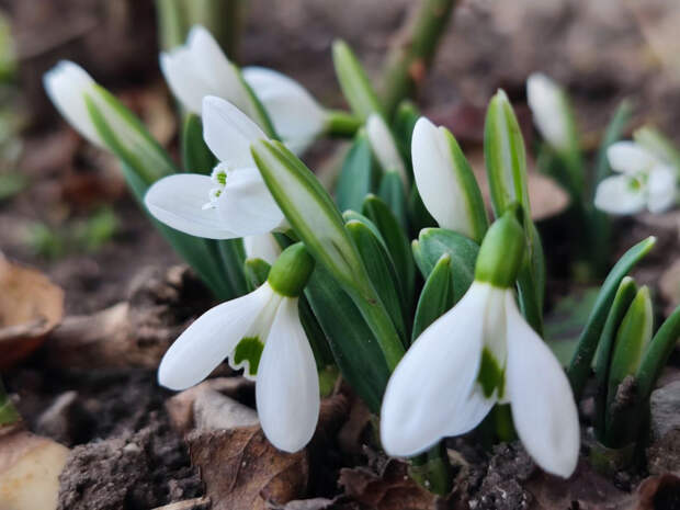 Каким крымским растениям грозит гибель из-за резкого потепления