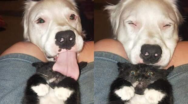 Собака, прошедшая тяжелый путь к «усыновлению», теперь помогает заботиться о других несчастных животных