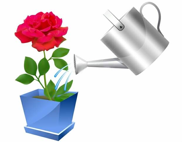 Домашние розы: описание видов и секреты ухода в домашних условиях