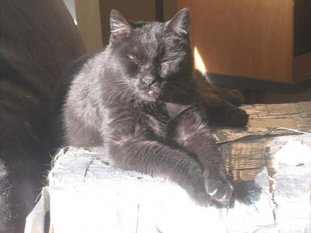 talkinganimals06 10 удивительных животных, которые умеют говорить