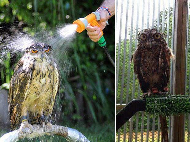 Мокрые совы Мокрые совы совы, мокрые совы