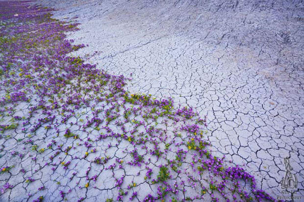 Цветочный сад в пустыне Западной Америки
