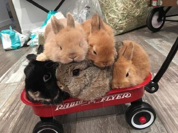 Пять кроликов