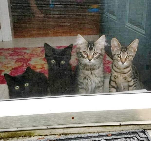 история о котятах четыре котенка