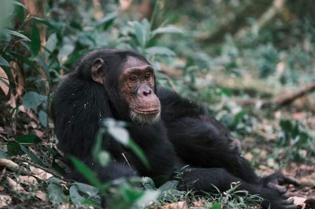 Почему у людей нет хвоста?