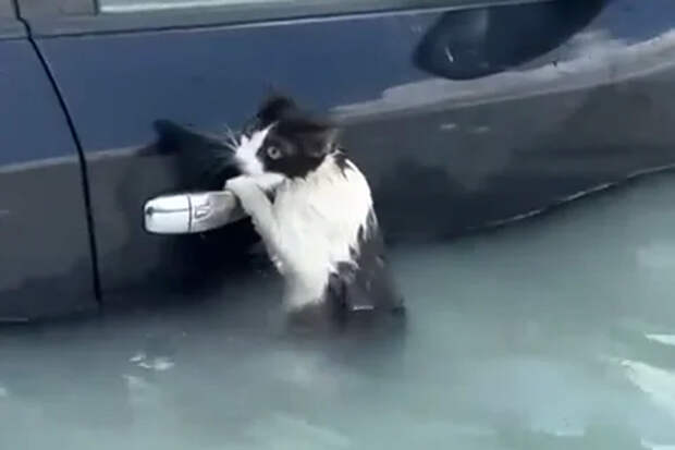Полицейские Дубая спасли кота от паводков