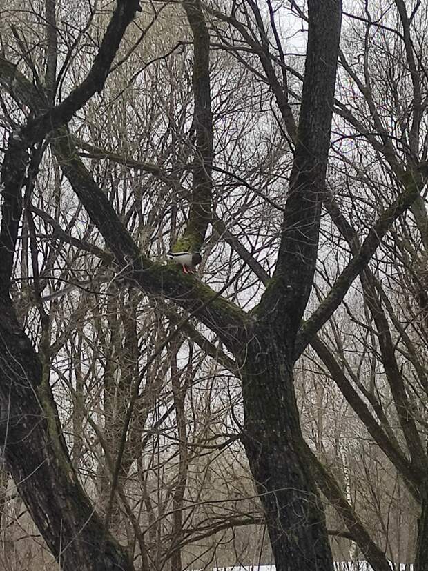 Фото дня: в Лосинке утка забралась на дерево
