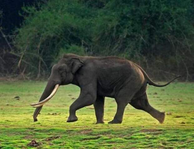 manojcsindagi.in-Elephant-Tusker-running