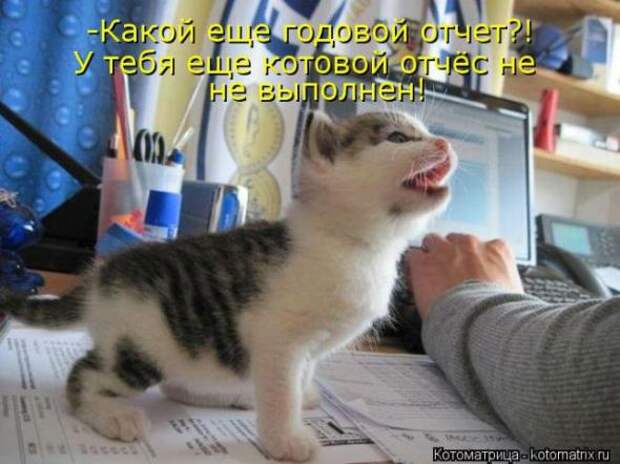 Котоматрицы(картинки с надписями)