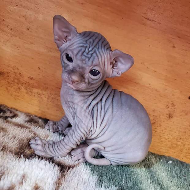 Фото © nocoatkittysphynx