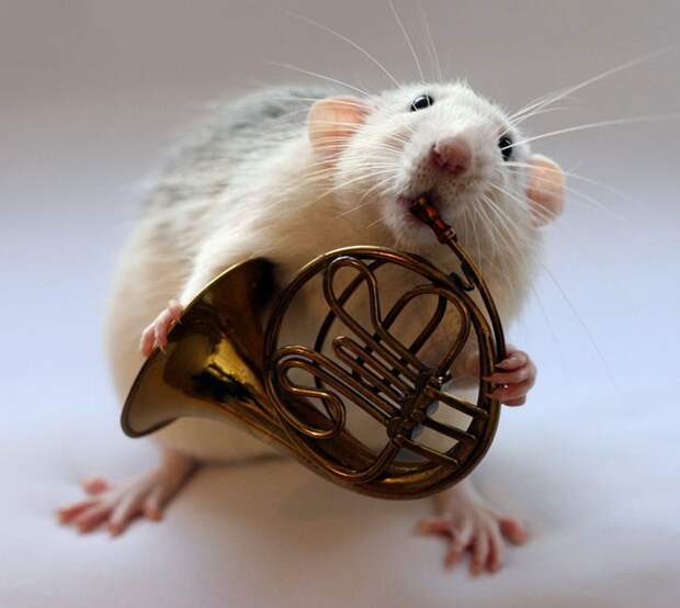 Крыса играет на валторне. Эллен ван Дилен. Фото