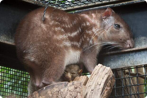 Пака (лат. Cuniculus paca)