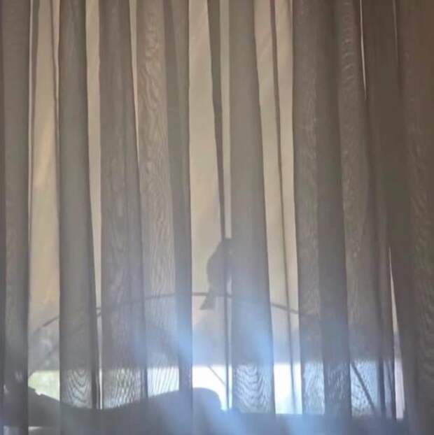 NYP: жительницу США свела с ума птица, которая неделю стучит в окно ее дома