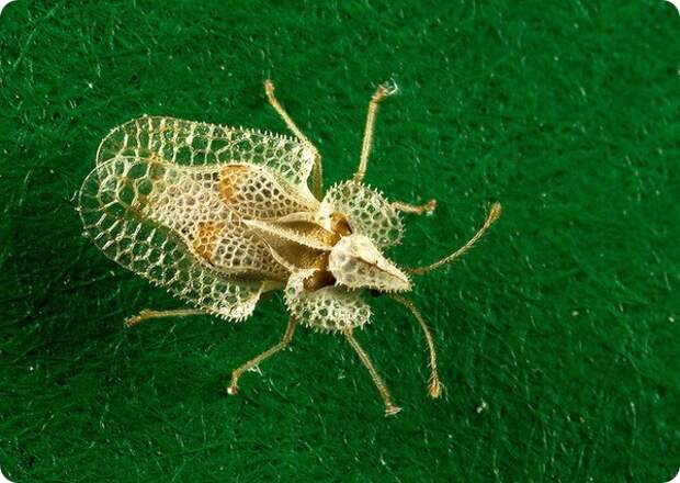 Кружевница Corythucha ciliata