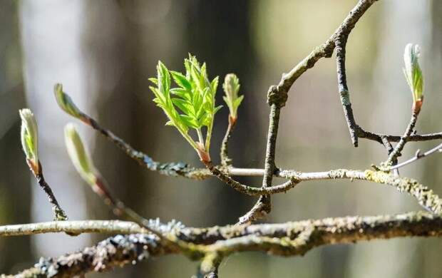 В первой декаде мая Петербург ждёт теплая погода